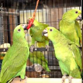 Royal Bird Company Avicultural Breeding Research Center Royal Bird Company Avicultural Breeding Research Center